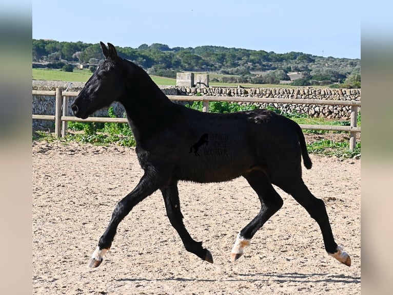 Menorcaanse Hengst 1 Jaar 160 cm Zwart in Menorca