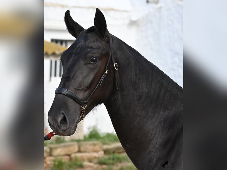 Menorcaanse Hengst 1 Jaar 160 cm Zwart in Menorca
