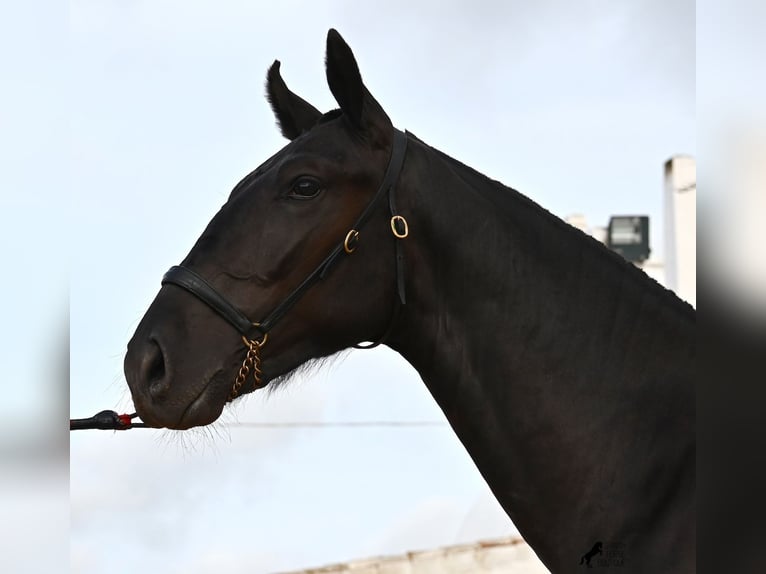 Menorcaanse Hengst 1 Jaar 160 cm Zwart in Menorca