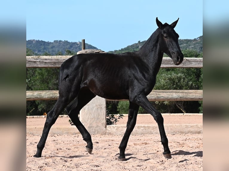 Menorcaanse Hengst 1 Jaar 160 cm Zwart in Menorca