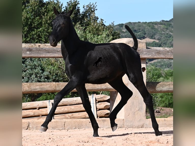 Menorcaanse Hengst 1 Jaar 160 cm Zwart in Menorca