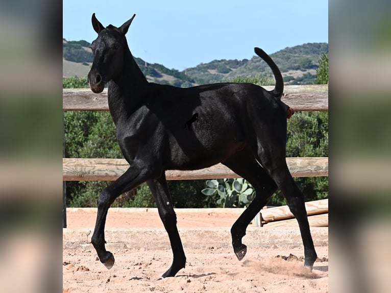 Menorcaanse Hengst 1 Jaar 160 cm Zwart in Menorca