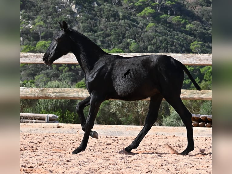 Menorcaanse Hengst 1 Jaar 160 cm Zwart in Menorca