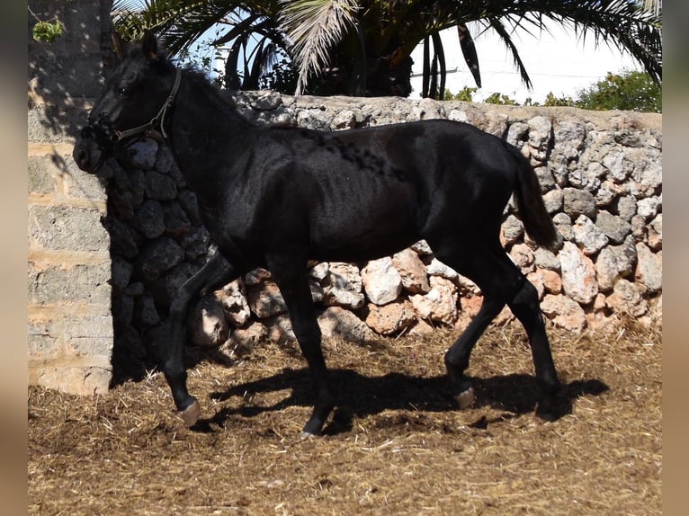 Menorcaanse Hengst 1 Jaar 162 cm Zwart in Menorca