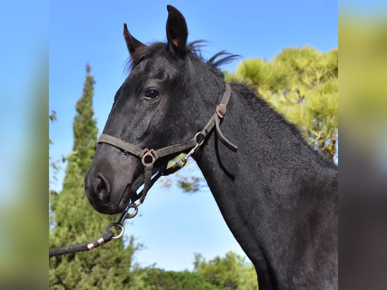 Menorcaanse Hengst 1 Jaar 162 cm Zwart in Menorca