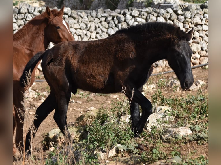 Menorcaanse Hengst 1 Jaar 162 cm Zwart in Menorca