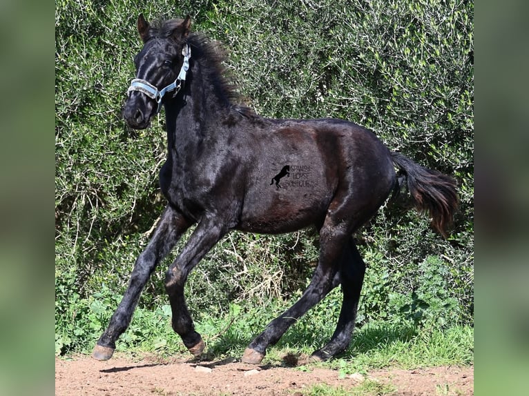 Menorcaanse Hengst 1 Jaar 162 cm Zwart in Menorca