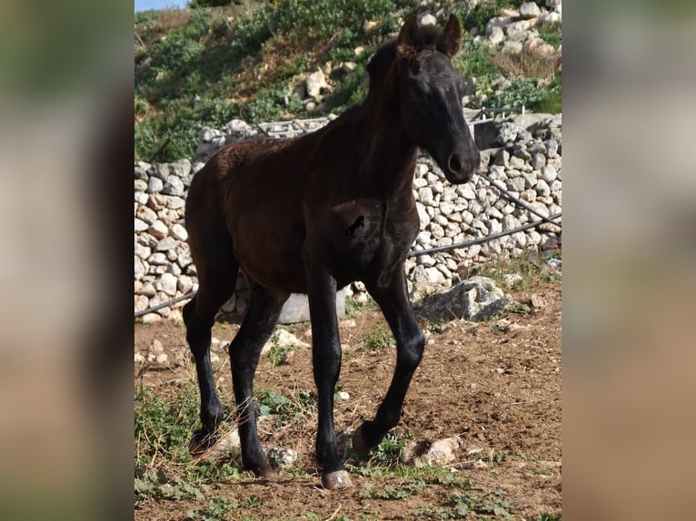 Menorcaanse Hengst 1 Jaar 162 cm Zwart in Menorca