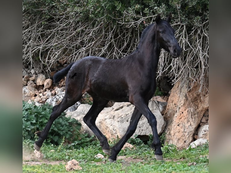 Menorcaanse Hengst 1 Jaar 162 cm Zwart in Menorca