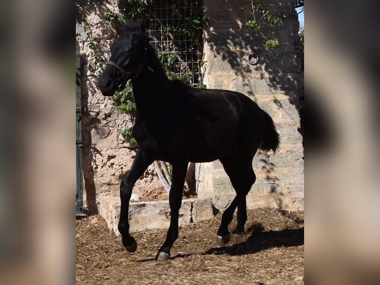 Menorcaanse Hengst 1 Jaar 162 cm Zwart in Menorca