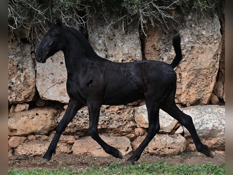 Menorcaanse Hengst 1 Jaar 162 cm Zwart in Menorca