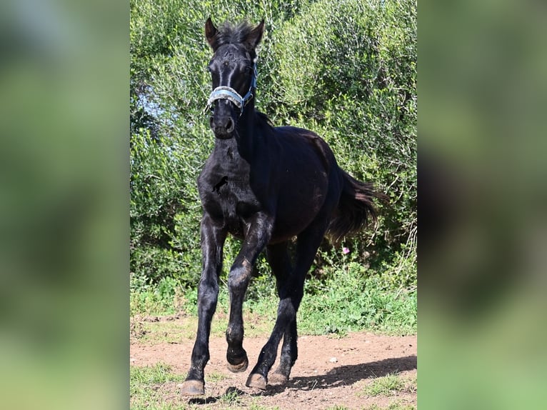 Menorcaanse Hengst 1 Jaar 162 cm Zwart in Menorca