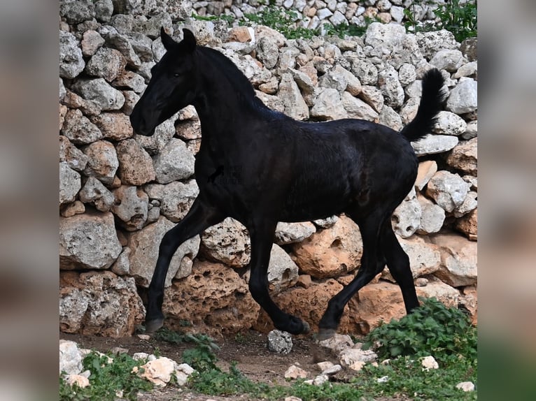 Menorcaanse Hengst 1 Jaar 162 cm Zwart in Menorca