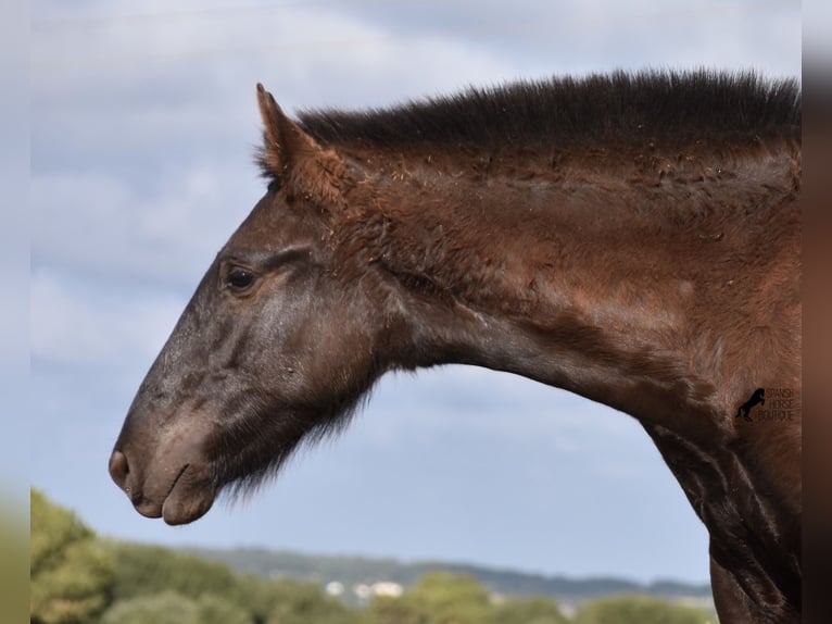 Menorcaanse Hengst 1 Jaar 162 cm Zwart in Menorca