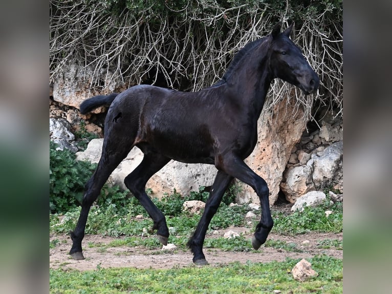 Menorcaanse Hengst 1 Jaar 162 cm Zwart in Menorca