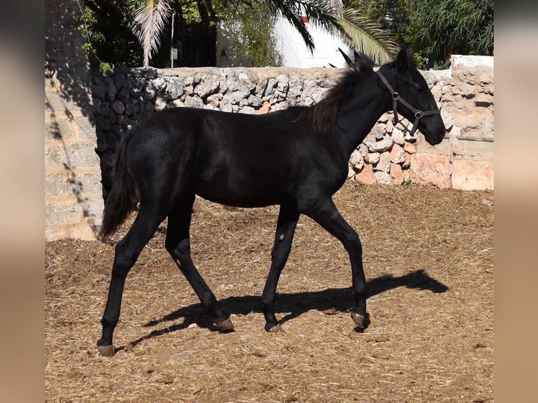 Menorcaanse Hengst 1 Jaar 162 cm Zwart in Menorca