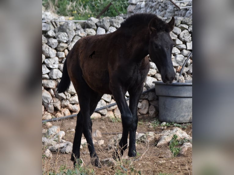 Menorcaanse Hengst 1 Jaar 162 cm Zwart in Menorca