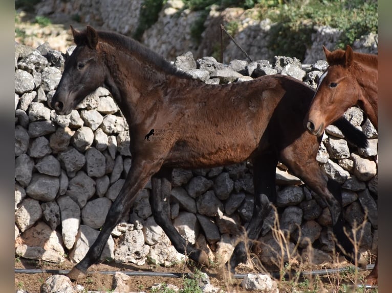 Menorcaanse Hengst 1 Jaar 162 cm Zwart in Menorca