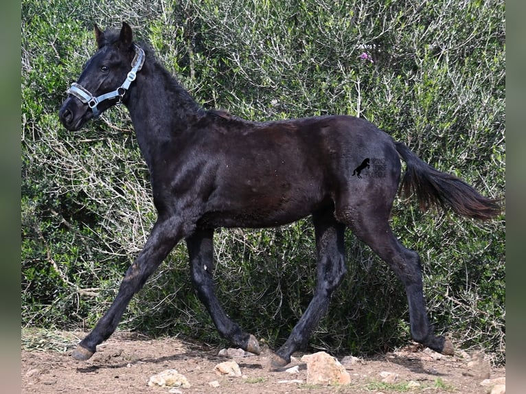 Menorcaanse Hengst 1 Jaar 162 cm Zwart in Menorca