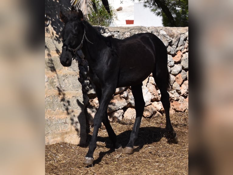 Menorcaanse Hengst 1 Jaar 162 cm Zwart in Menorca