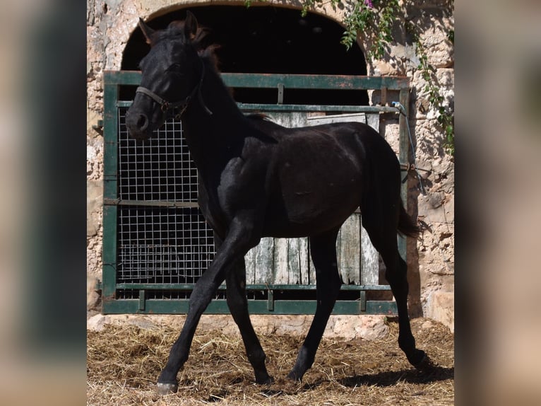 Menorcaanse Hengst 1 Jaar 162 cm Zwart in Menorca