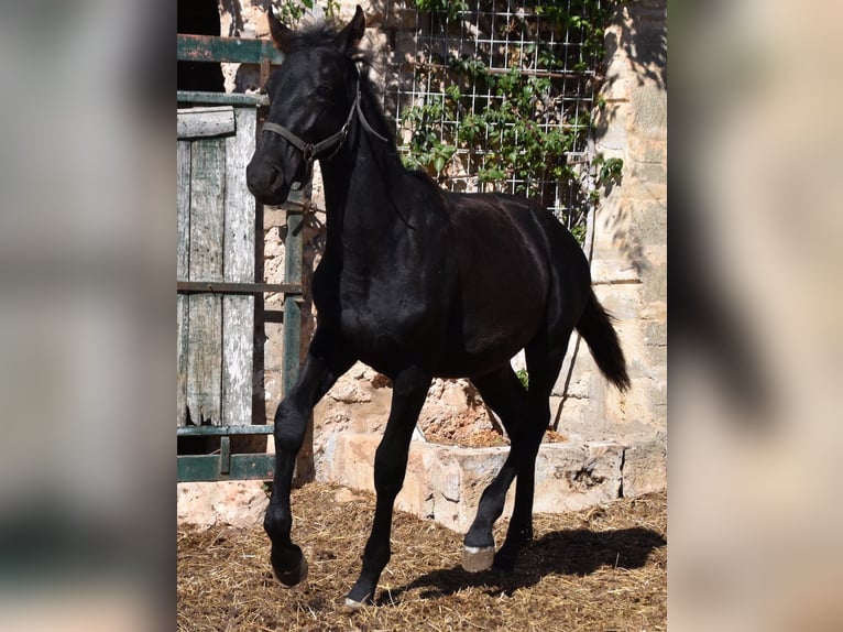 Menorcaanse Hengst 1 Jaar 162 cm Zwart in Menorca