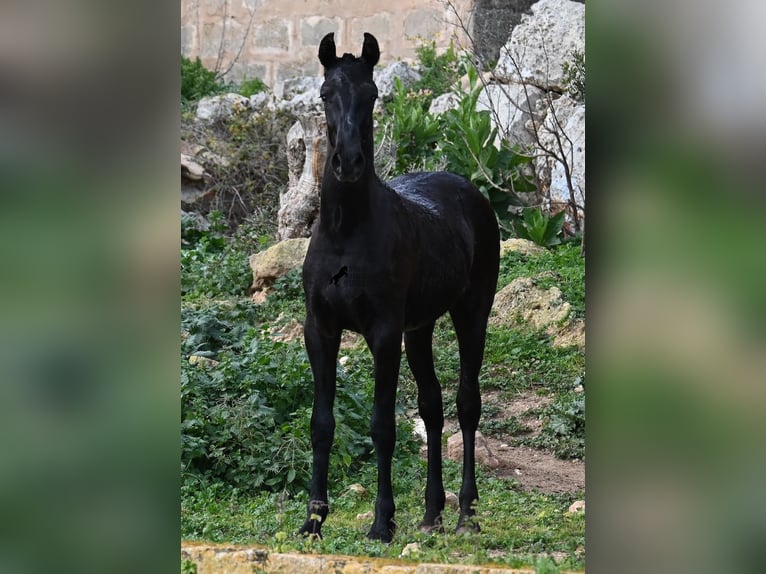 Menorcaanse Hengst 1 Jaar 162 cm Zwart in Menorca