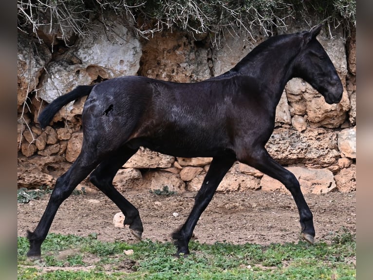 Menorcaanse Hengst 1 Jaar 162 cm Zwart in Menorca