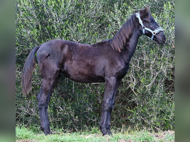 Menorcaanse Hengst 1 Jaar 162 cm Zwart in Menorca