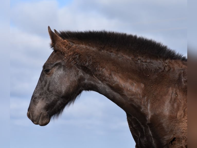 Menorcaanse Hengst 1 Jaar 162 cm Zwart in Menorca