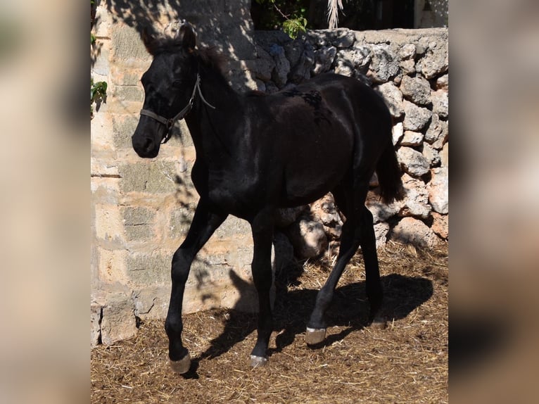 Menorcaanse Hengst 1 Jaar 162 cm Zwart in Menorca