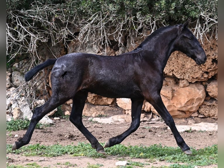 Menorcaanse Hengst 1 Jaar 162 cm Zwart in Menorca