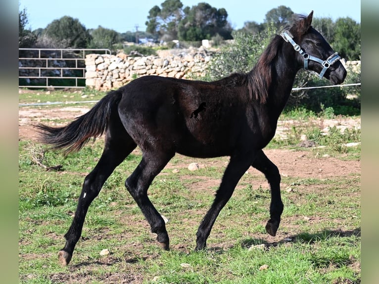 Menorcaanse Hengst 1 Jaar 162 cm Zwart in Menorca