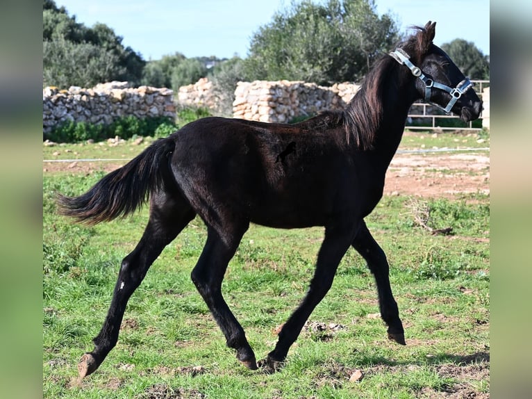 Menorcaanse Hengst 1 Jaar 162 cm Zwart in Menorca