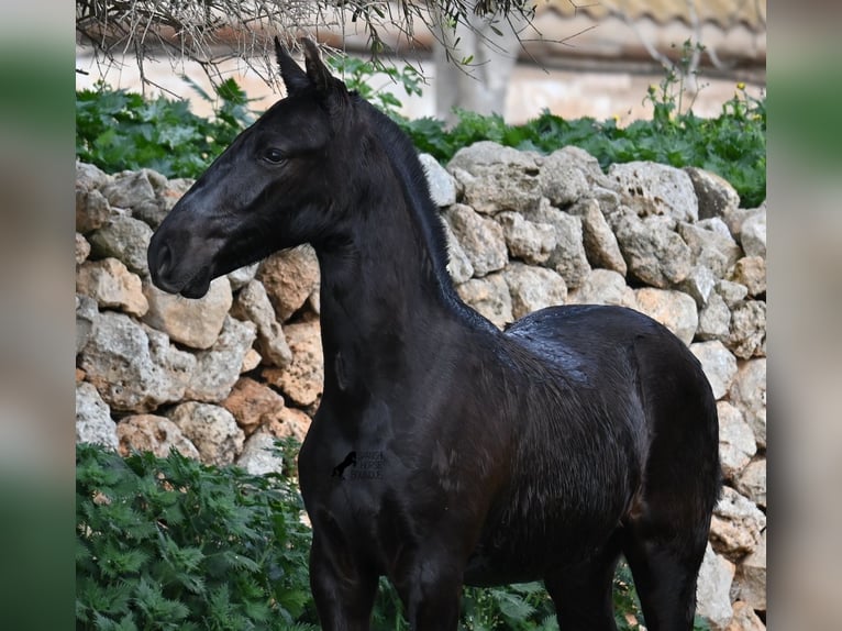 Menorcaanse Hengst 1 Jaar 162 cm Zwart in Menorca