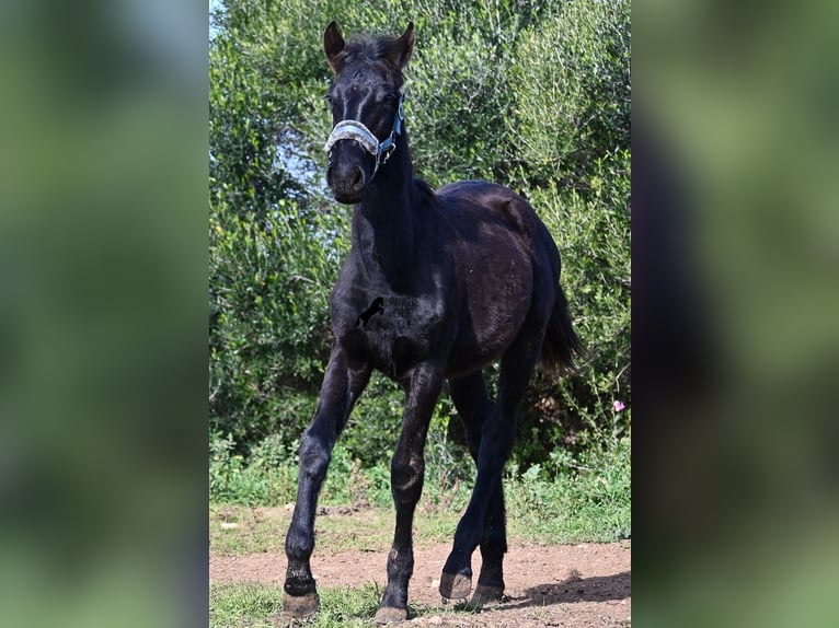 Menorcaanse Hengst 1 Jaar 162 cm Zwart in Menorca