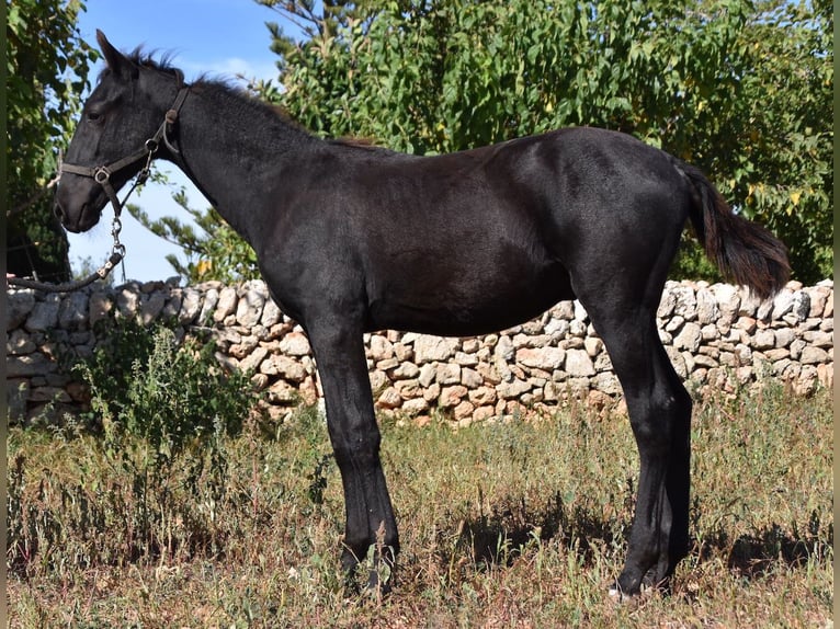 Menorcaanse Hengst 1 Jaar 162 cm Zwart in Menorca