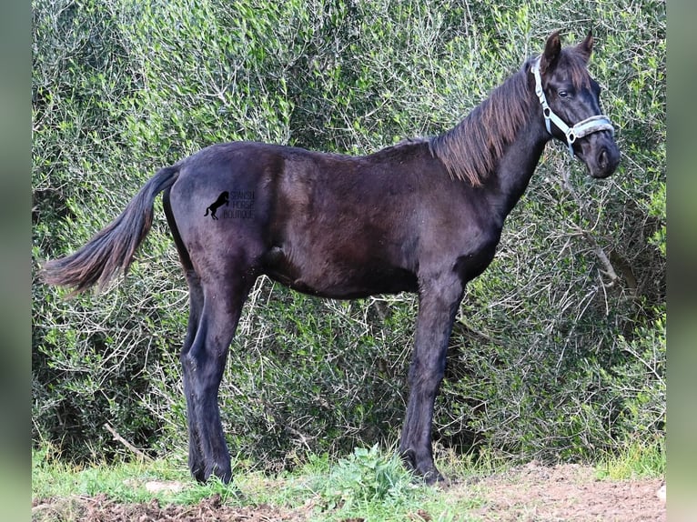 Menorcaanse Hengst 1 Jaar 162 cm Zwart in Menorca