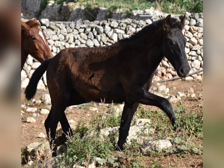 Menorcaanse Hengst 1 Jaar 162 cm Zwart in Menorca