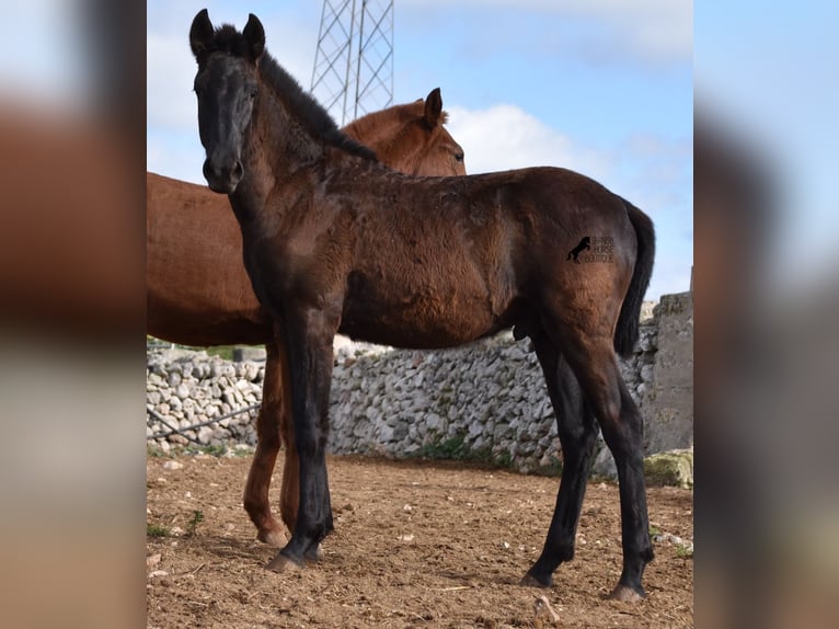 Menorcaanse Hengst 1 Jaar 162 cm Zwart in Menorca