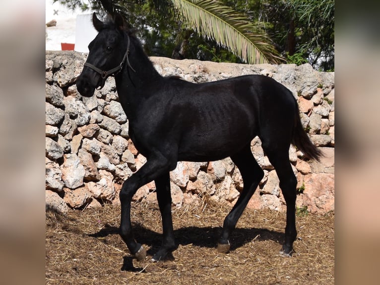 Menorcaanse Hengst 1 Jaar 162 cm Zwart in Menorca