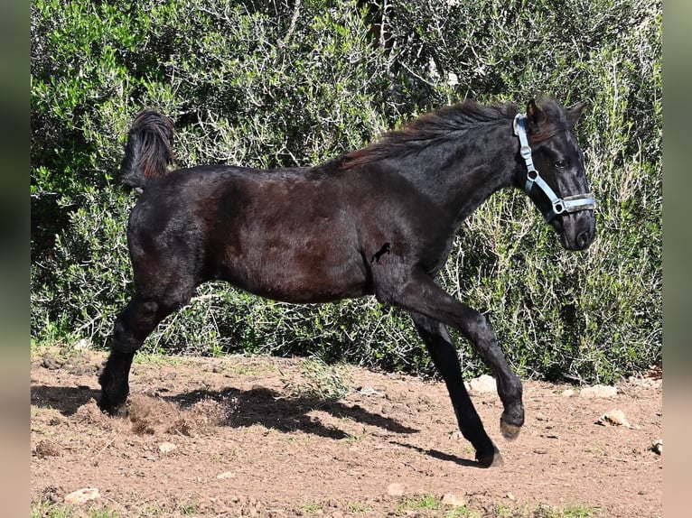 Menorcaanse Hengst 1 Jaar 162 cm Zwart in Menorca