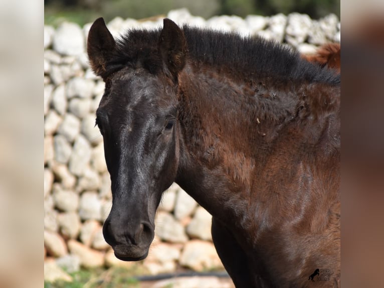 Menorcaanse Hengst 1 Jaar 162 cm Zwart in Menorca