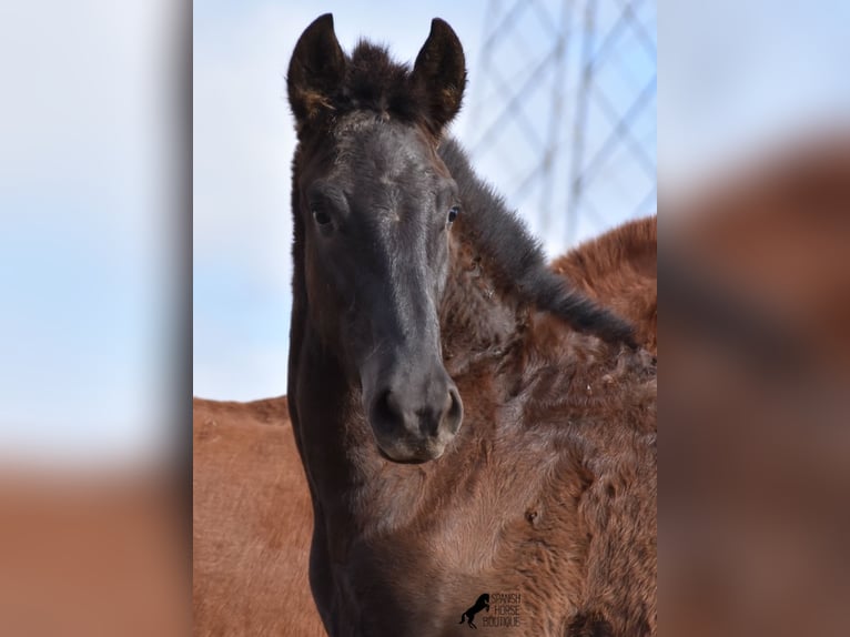 Menorcaanse Hengst 1 Jaar 162 cm Zwart in Menorca