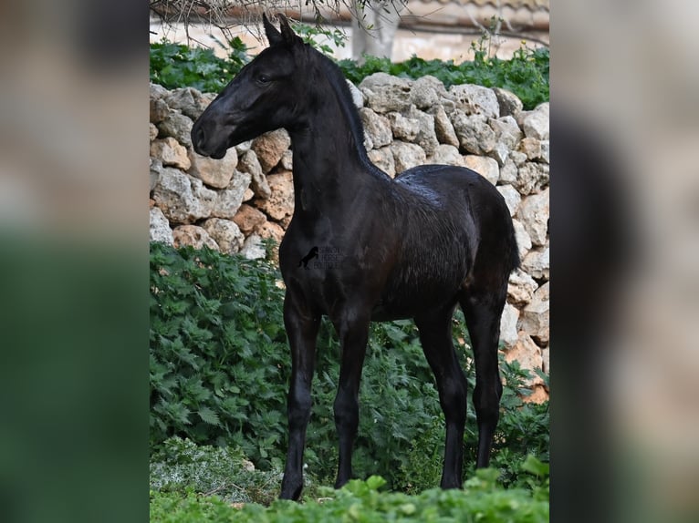 Menorcaanse Hengst 1 Jaar 162 cm Zwart in Menorca