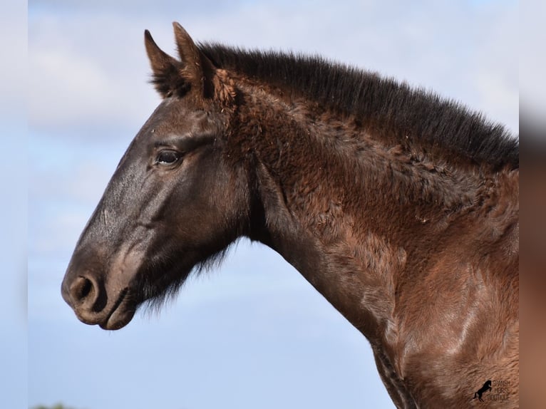 Menorcaanse Hengst 1 Jaar 162 cm Zwart in Menorca