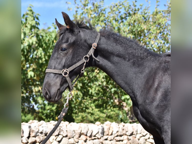 Menorcaanse Hengst 1 Jaar 162 cm Zwart in Menorca