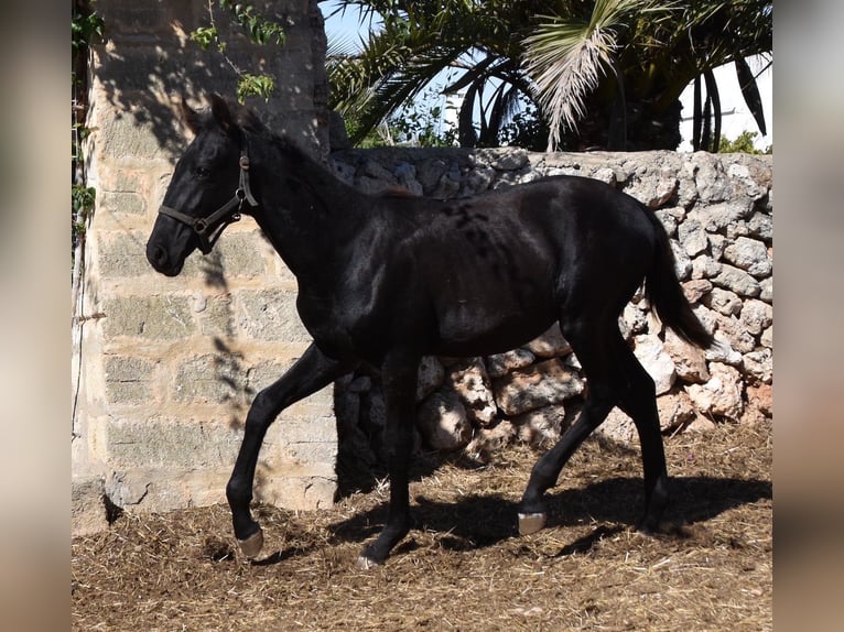 Menorcaanse Hengst 1 Jaar 162 cm Zwart in Menorca