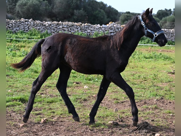 Menorcaanse Hengst 1 Jaar 162 cm Zwart in Menorca