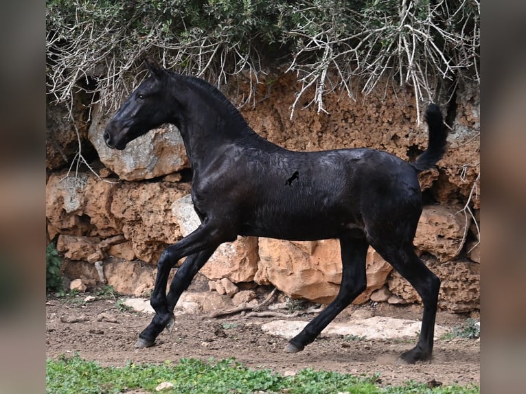 Menorcaanse Hengst 1 Jaar 162 cm Zwart in Menorca